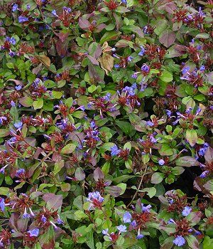 Fall Color just beginning