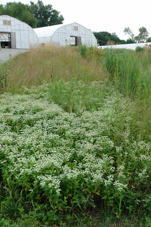 In our Mid-Height Meadow