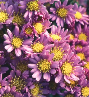 Aster tataricus Jindai