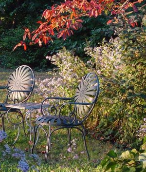 Aster cordifolius Avondale