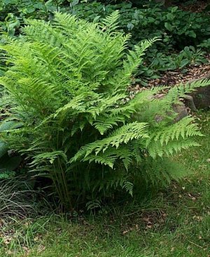 Athyrium filix-femina 