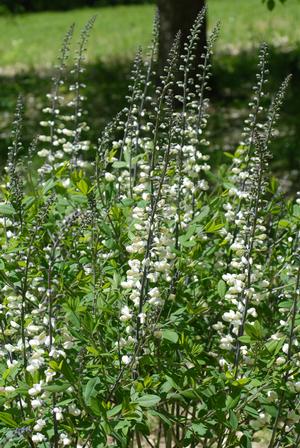 Baptisia alba var. macrophylla - white false indigo from North Creek Nurseries