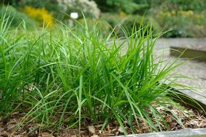 Carex muskingumensis - Muskingum sedge from North Creek Nurseries