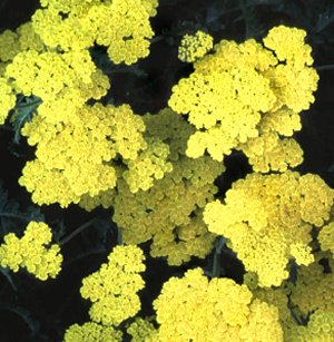 Achillea Moonshine