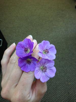 Geranium 'Azure Rush' - cranesbill from North Creek Nurseries