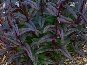 Image courtesy of ©2018 Walters Gardens, Inc.