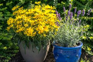 Image courtesy of ©2020 Darwin Perennials