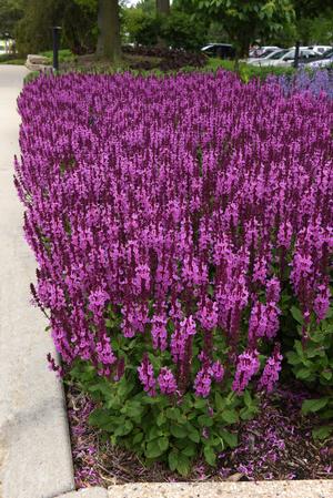 Image courtesy ©2020 Ball Seed