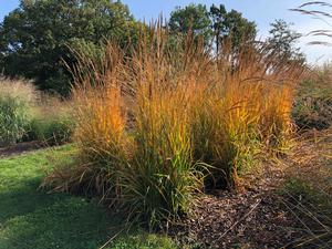�2021 Sorghastrum nutans Golden Sunset™ 'MNYG318153' Image courtesy of University of Minnesota