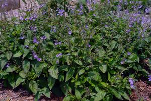 Image courtesy of �Plants Nouveau