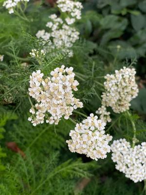 Achillea millefolium - yarrow from North Creek Nurseries