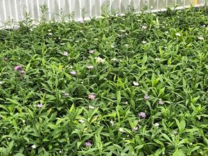 Color variation purples to pinks to whites