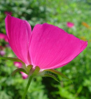 Callirhoe involucrata 
