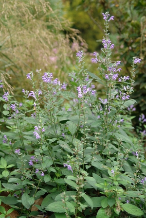 Scutellaria incana in early autumn