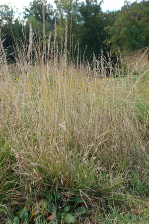 Autumn interest, in our mid-height meadow