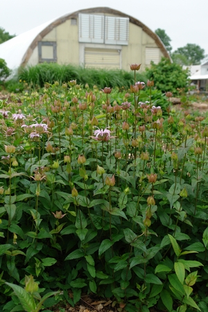 Beginning to bloom in Spring