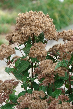 Seed heads in October
