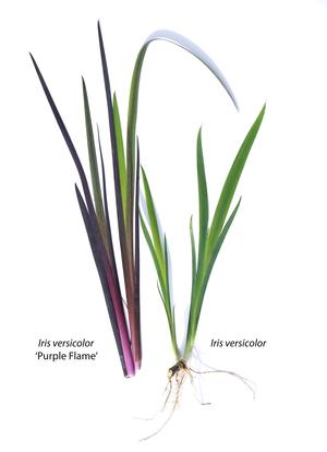 Image courtesy of © 2019 Mt. Cuba Center