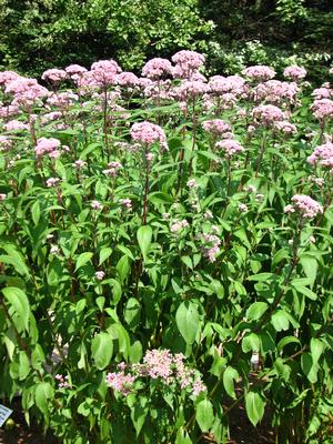 Image courtesy of cc 2012 Kor!An