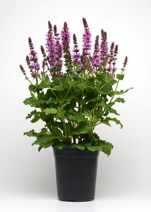 Image courtesy ©2020 Ball Seed