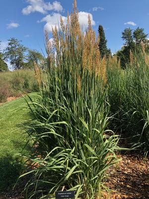 �2021 Sorghastrum nutans Golden Sunset™ 'MNYG318153' Image courtesy of University of Minnesota