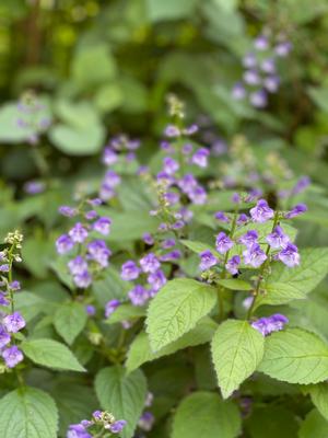 Image courtesy of �Plants Nouveau