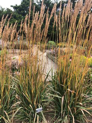 Sorghastrum nutans Golden Sunset™ 'MNYG318153' in our trial gardens, taken in September