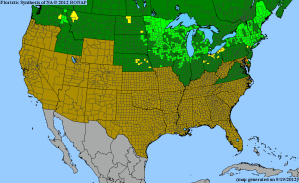 BONAP Species Distribution Map