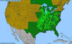 Lysimachia lanceolata - lance-leaved loosestrife from North Creek Nurseries