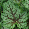 Heuchera americana Dale's Strain