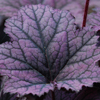 Heuchera Frosted Violet