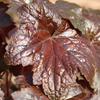 Heuchera micrantha Palace Purple