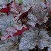 Heuchera Plum Pudding