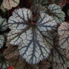 Heuchera Silver Scrolls