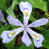Iris cristata Powder Blue Giant