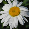 Leucanthemum × superbum Becky