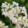 Allium cernuum 