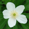 Anemone canadensis 