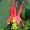Aquilegia canadensis 