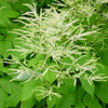 Aruncus dioicus 