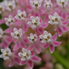 Asclepias incarnata 
