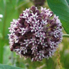 Asclepias syriaca 