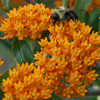 Asclepias tuberosa 