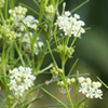 Asclepias verticillata 