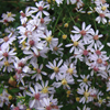 Aster cordifolius 