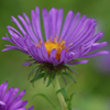 Aster novae-angliae 