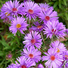 Aster novi-belgii 