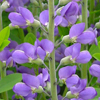 Baptisia australis 
