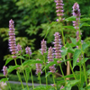 Agastache Blue Fortune