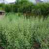 Calamintha nepeta ssp. nepeta 